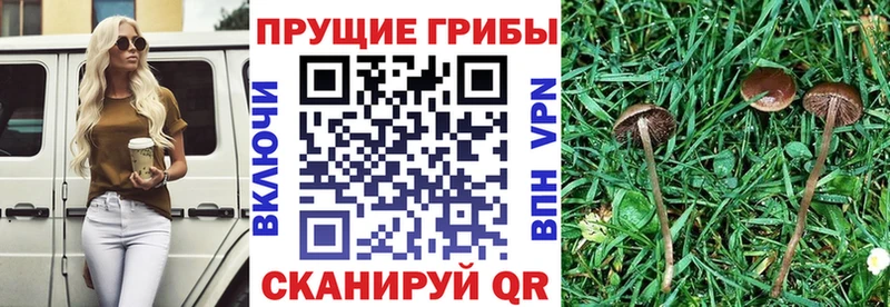 Галлюциногенные грибы Magic Shrooms Купить где Армянск